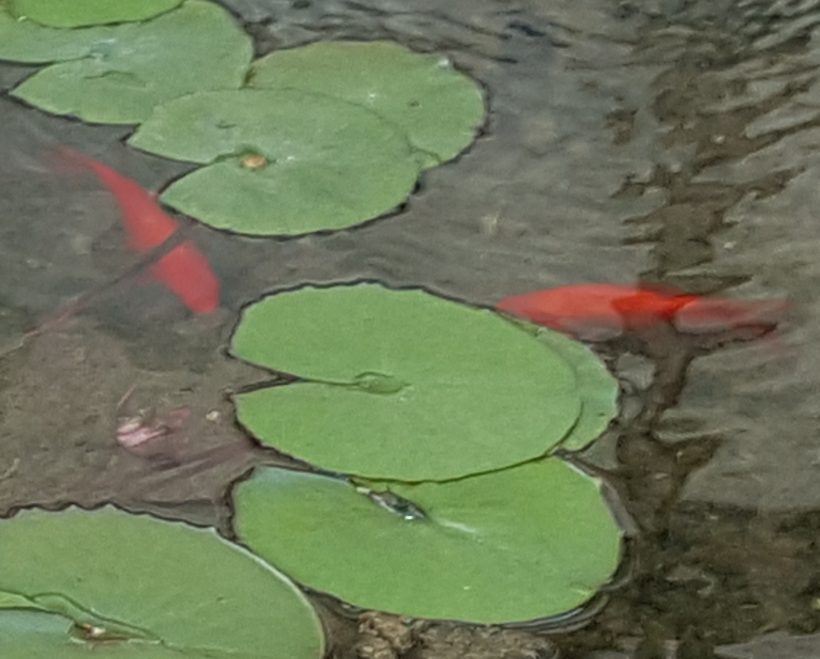 שעור תנועה אישי