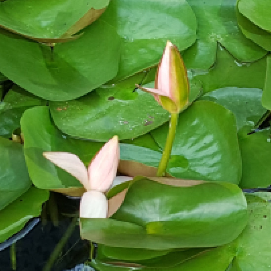 Body reaction to deep tissue massage