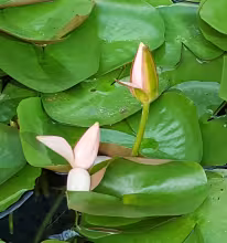 Body reaction to deep tissue massage